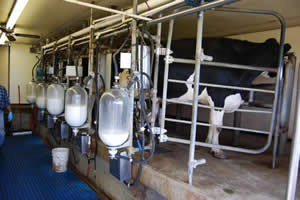 Anticalcare elettronico allevamento mucche