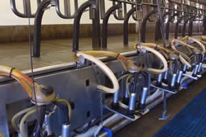Anticalcare elettronico allevamento mucche